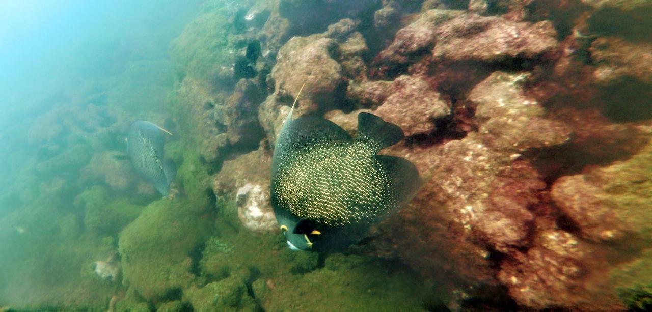 Paul'S Kitchenettes Da Praia & Nemo Dive, Centro De Mergulho サンタ・クルース・カブラーリア エクステリア 写真
