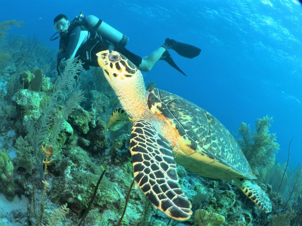 Paul'S Kitchenettes Da Praia & Nemo Dive, Centro De Mergulho サンタ・クルース・カブラーリア エクステリア 写真